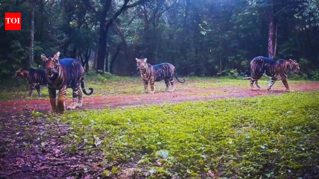 Rare image of a family of 4 black tigers spotted at this tiger reserve: What wildlife lovers should know