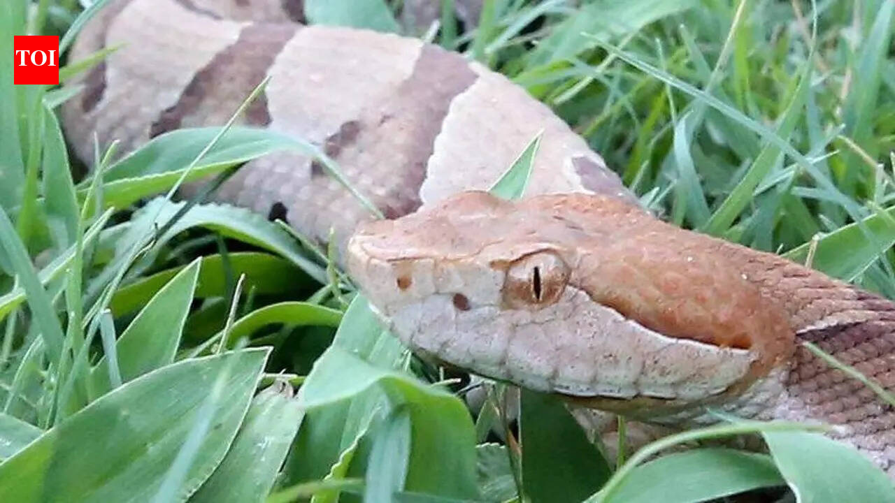 Georgia's Copperhead season is here: How to tell it apart from harmless snakes