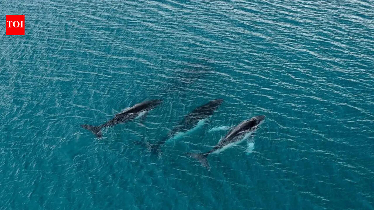 Cold War submarine sensors revealed whale songs travelling across entire oceans