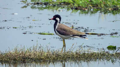 India’s 100th wetland, Surha Tal of Balia, enters the global list of Ramsar site