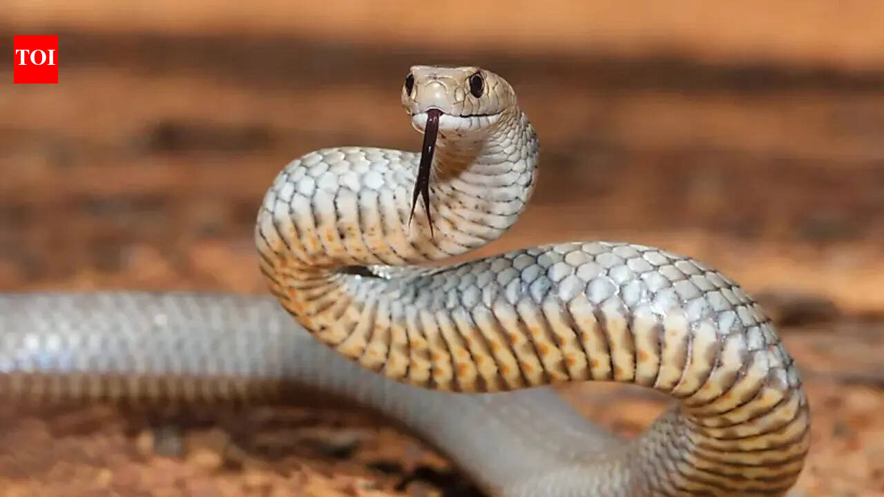 What makes Victoria one of Australia’s most snakebite-prone states?