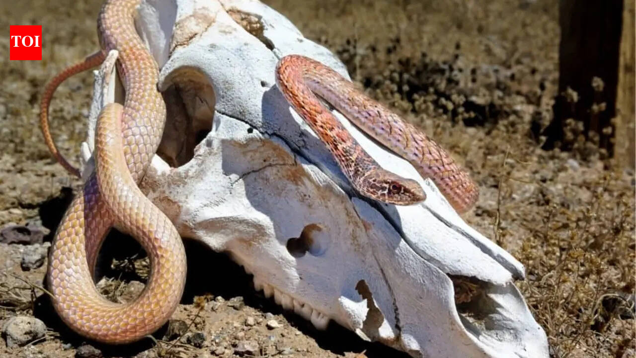 Desert snakes in Nevada that most residents have never heard of
