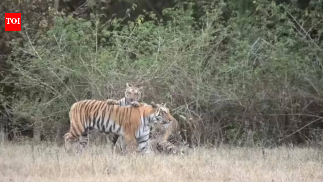For decades, 24 out of 26 sanctuaries await notification in Madhya Pradesh