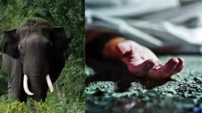 Woman inspecting coffee plantation trampled to death by tusker in Karnataka's Kodagu