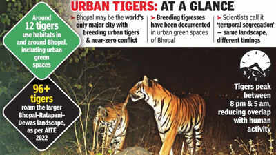 How Bhopal's big cats survive inside an expanding Indian city