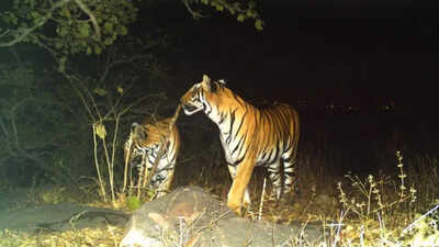 How Bhopal's big cats survive inside an expanding Indian city