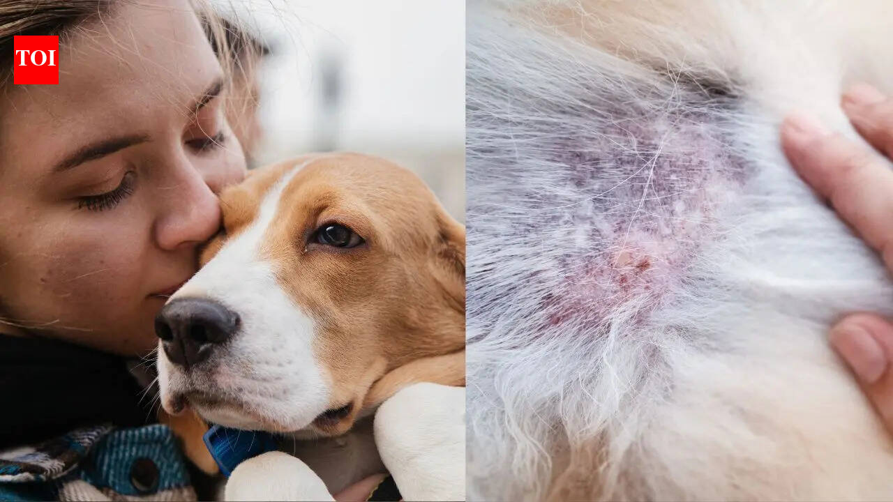 What you need to know about heartworm disease in pets
