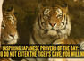 Inspiring Japanese proverb of the day: "If you do not enter the tiger's cave, you will not..."