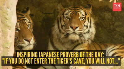  "If you do not enter the tiger's cave, you will not..."