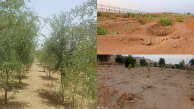 Khejri tree writes a new story of green amid desert dunes