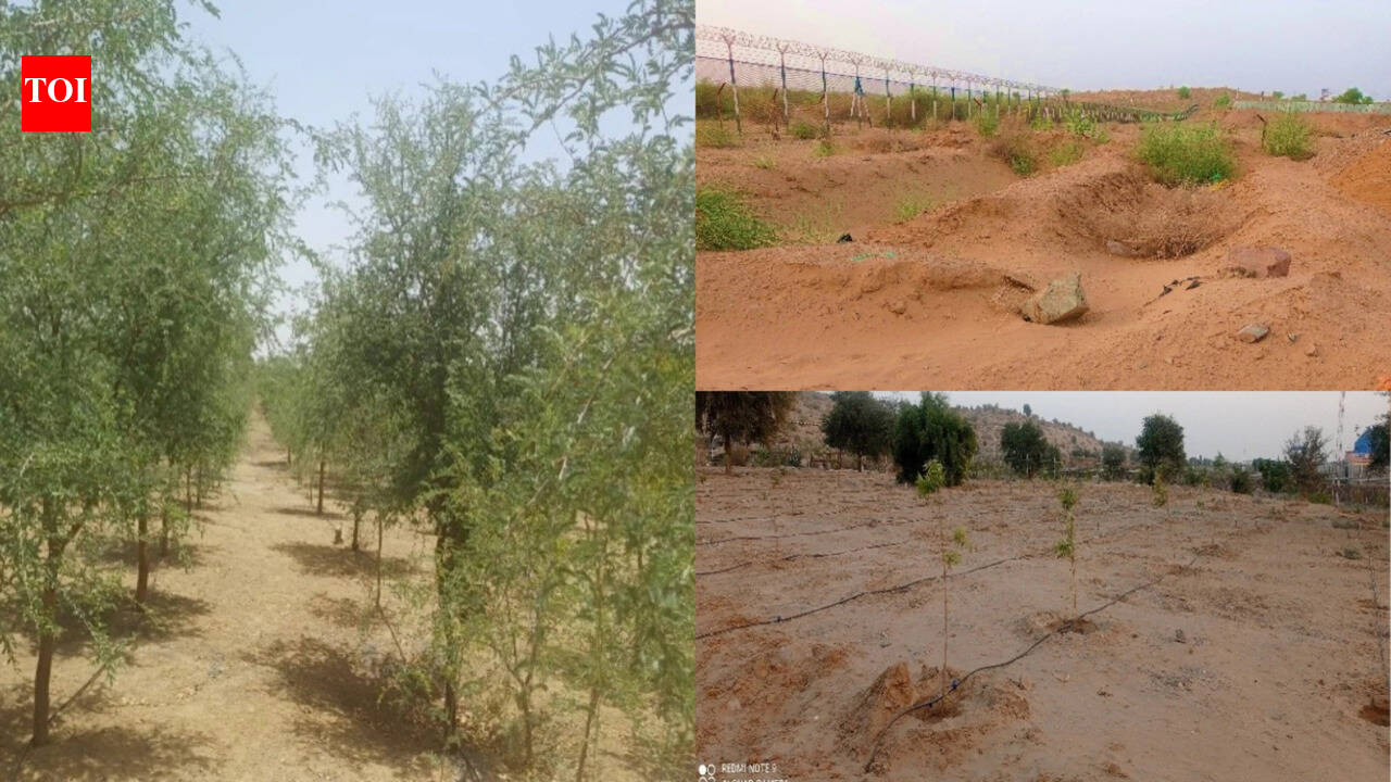 Khejri tree writes a new story of green amid desert dunes