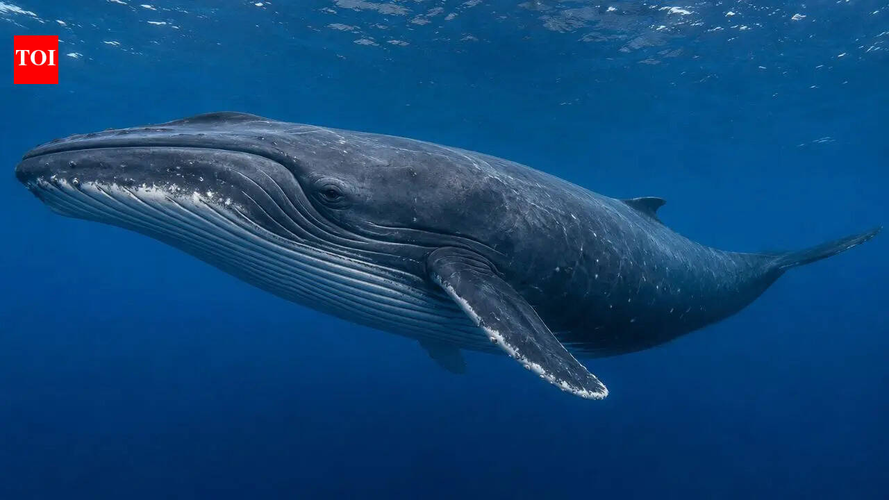How a fossil discovered in New Zealand in 1988 became a new whale species decades later