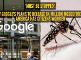 'Must be STOPPED': Why Google's plans to release 64 million mosquitoes in America has citizens worried