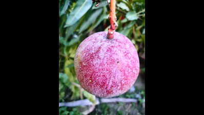 Bhagalpur farmer cultivates Japan’s costliest Miyazaki Mango