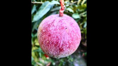 Bhagalpur farmer cultivates Japan’s costliest Miyazaki Mango