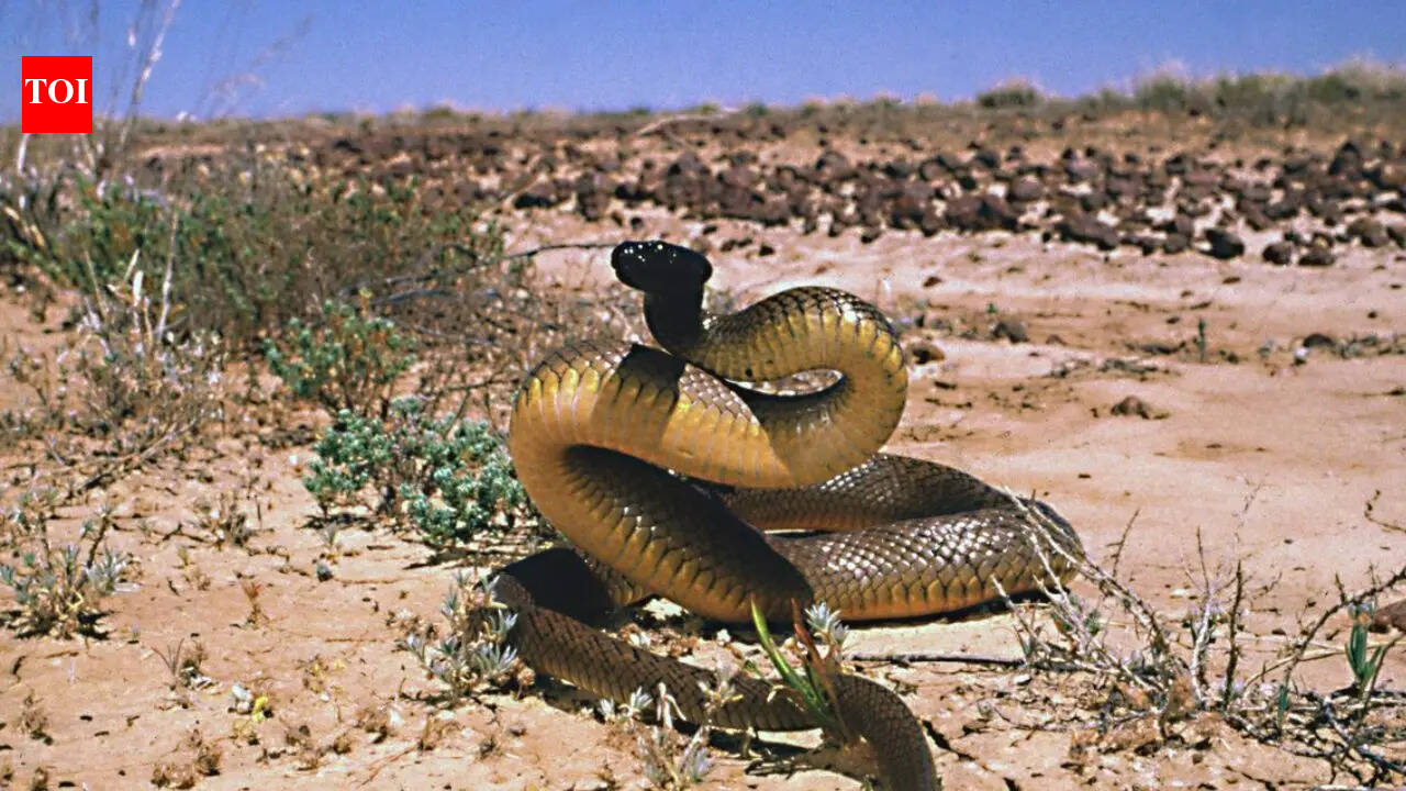 Inside the harsh world of the Inland Taipan, Australia’s most venomous snake