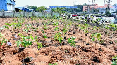 Education dept directs schools to hold green camps during summer break