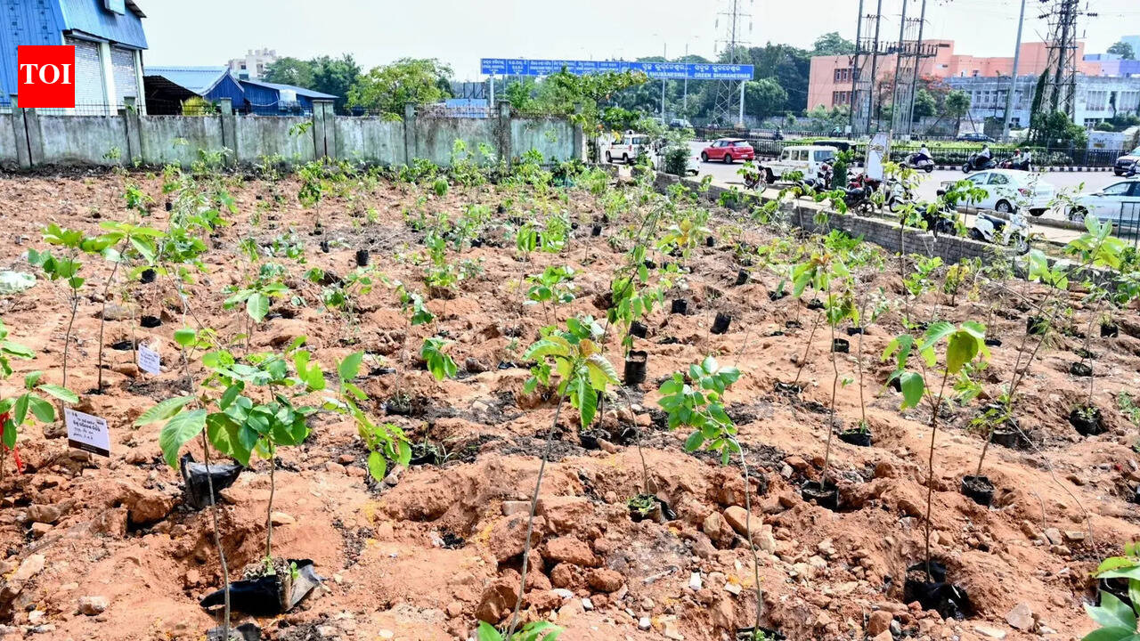 Education dept directs schools to hold green camps during summer break