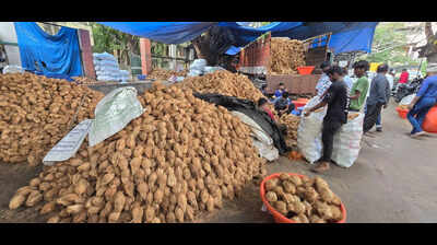 Farmers hit hard as coconut prices plunge in Mysuru, Chamarajanagar