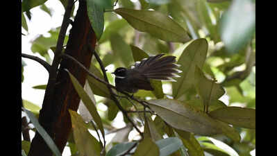 Elusive fantails find refuge in Tangra sundari tree