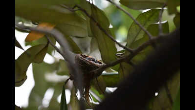 Elusive fantails find refuge in Tangra sundari tree
