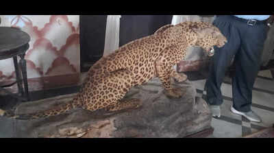 Leopardess rescued in Hassan village
