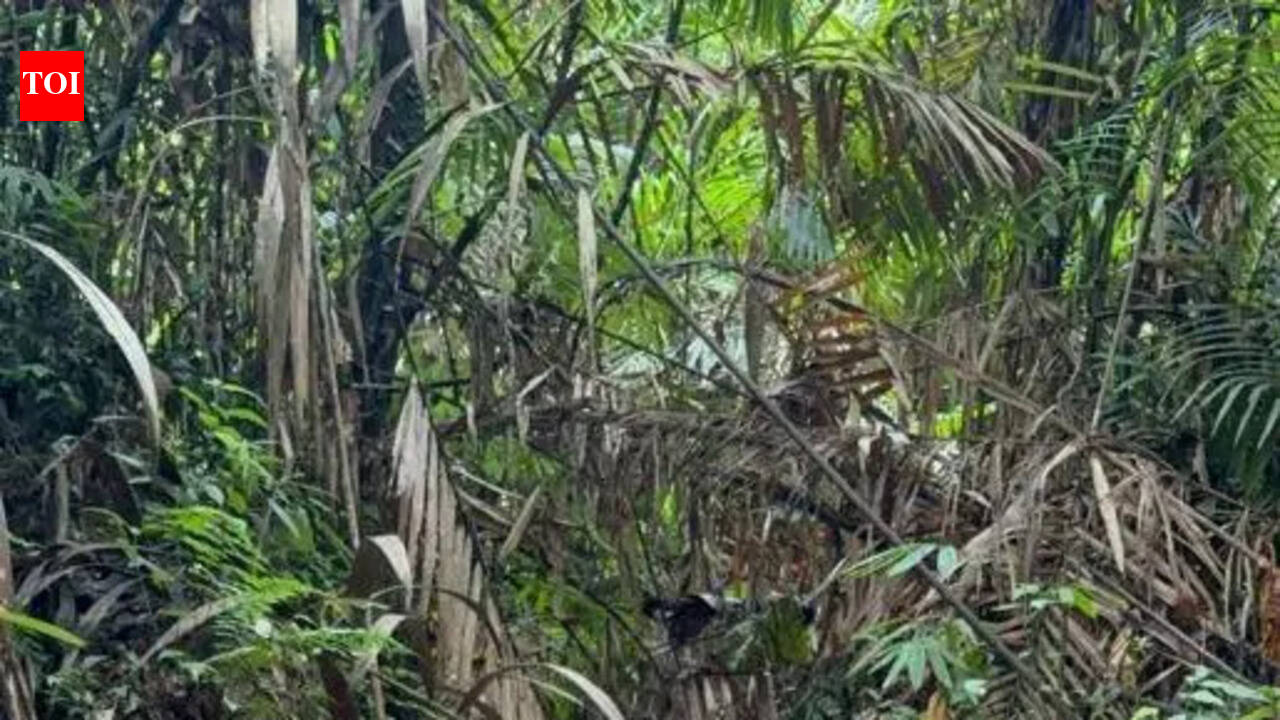 Orphaned bear cubs find new life in Dehing Patkai