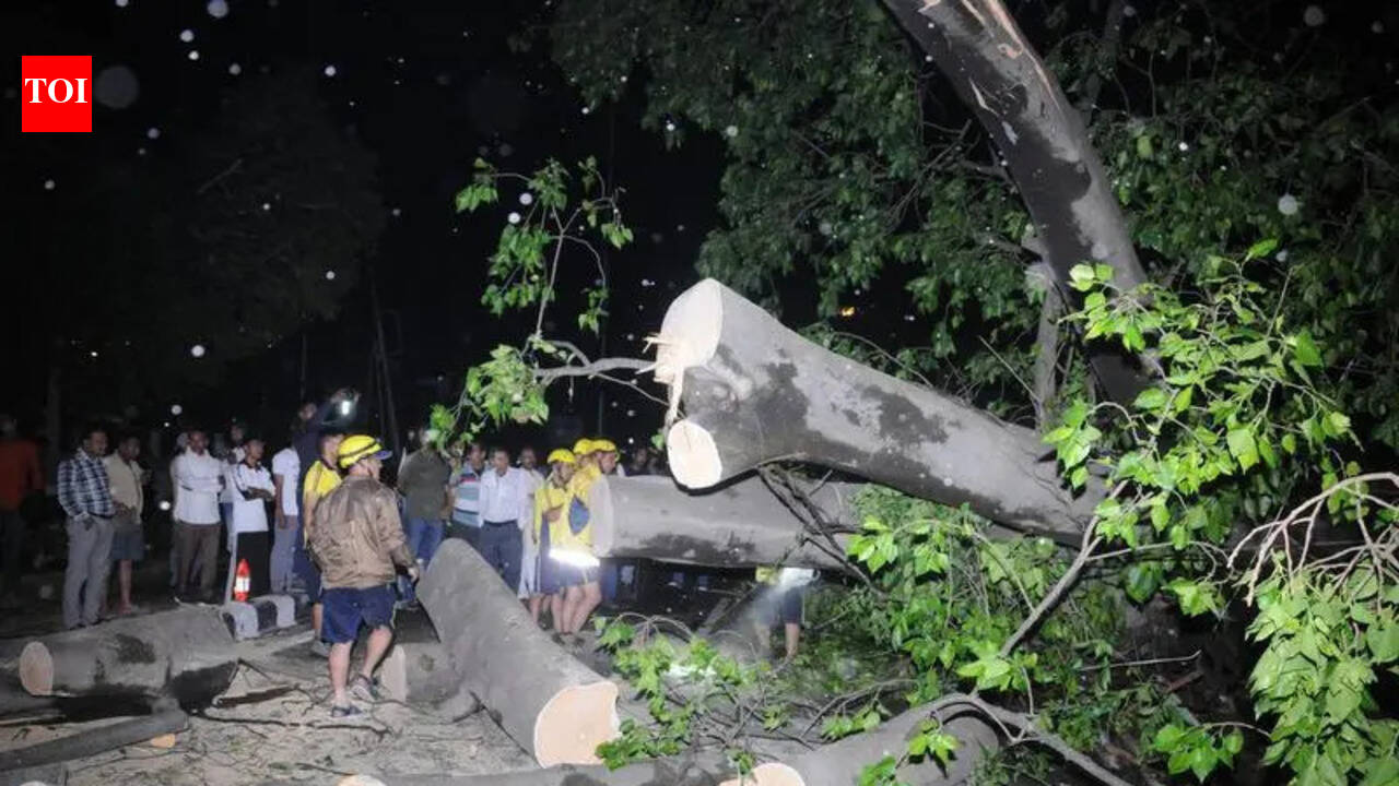 Trees falling due to winds: Rampant concretisation to blame?