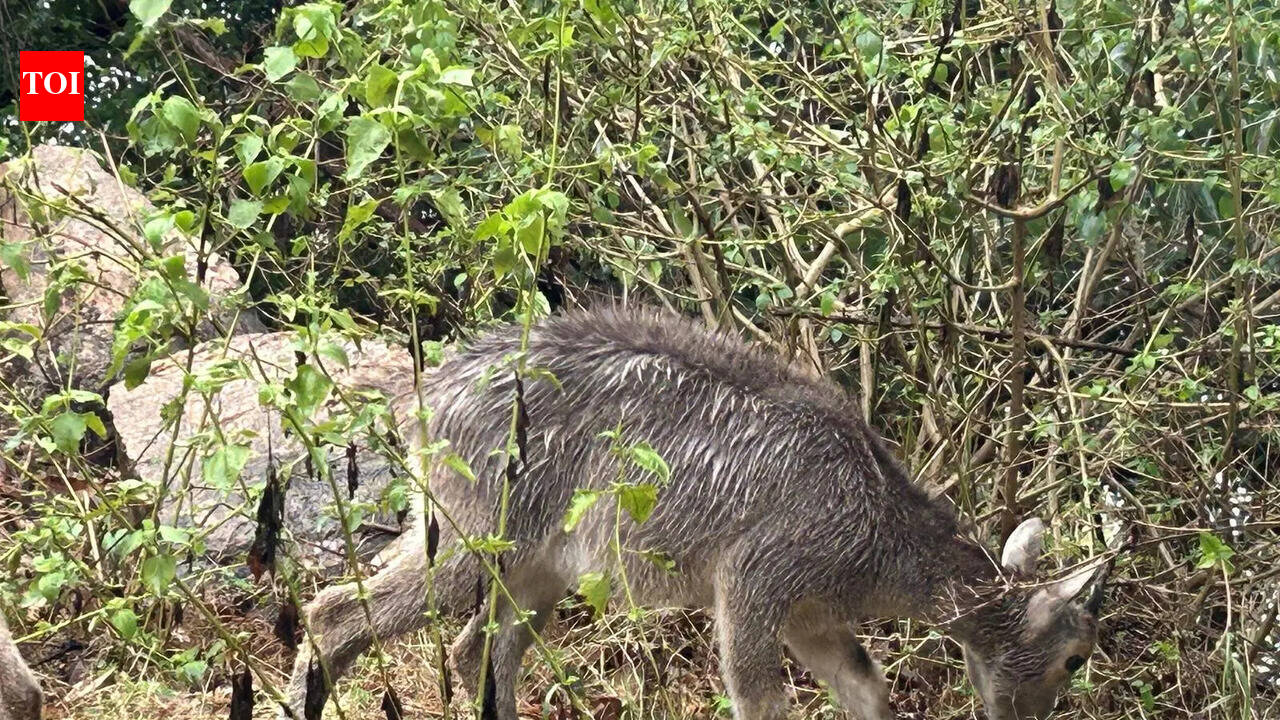 Survey reveals Nilgiri Tahr numbers in TN rose to 1,364 this year, but growth rate fell