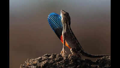 Vidarbha researchers document fan-throated lizard Sarada deccanensis in Daryapur’s rocky grasslands