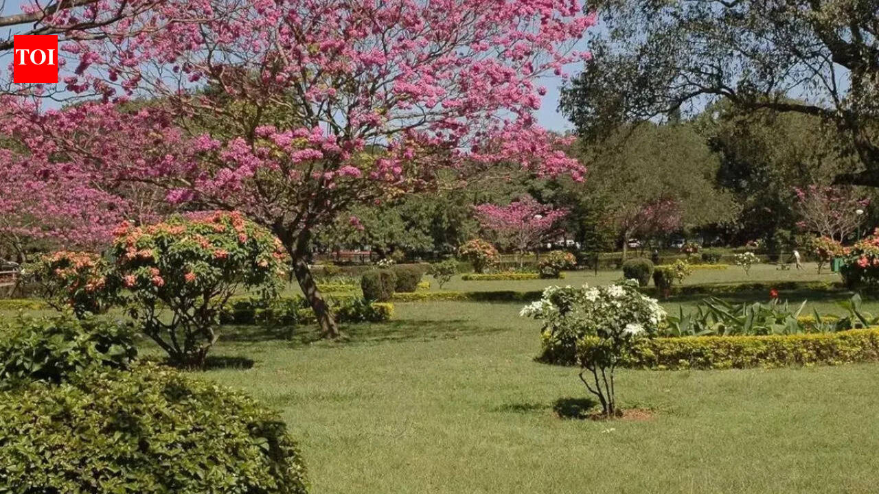 Canadian man settles in India with wife's family: Cost of living way lower than Toronto, lost 14lbs in 5 months