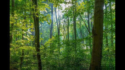 World Environment Day celebrated with rallies, tree plantation