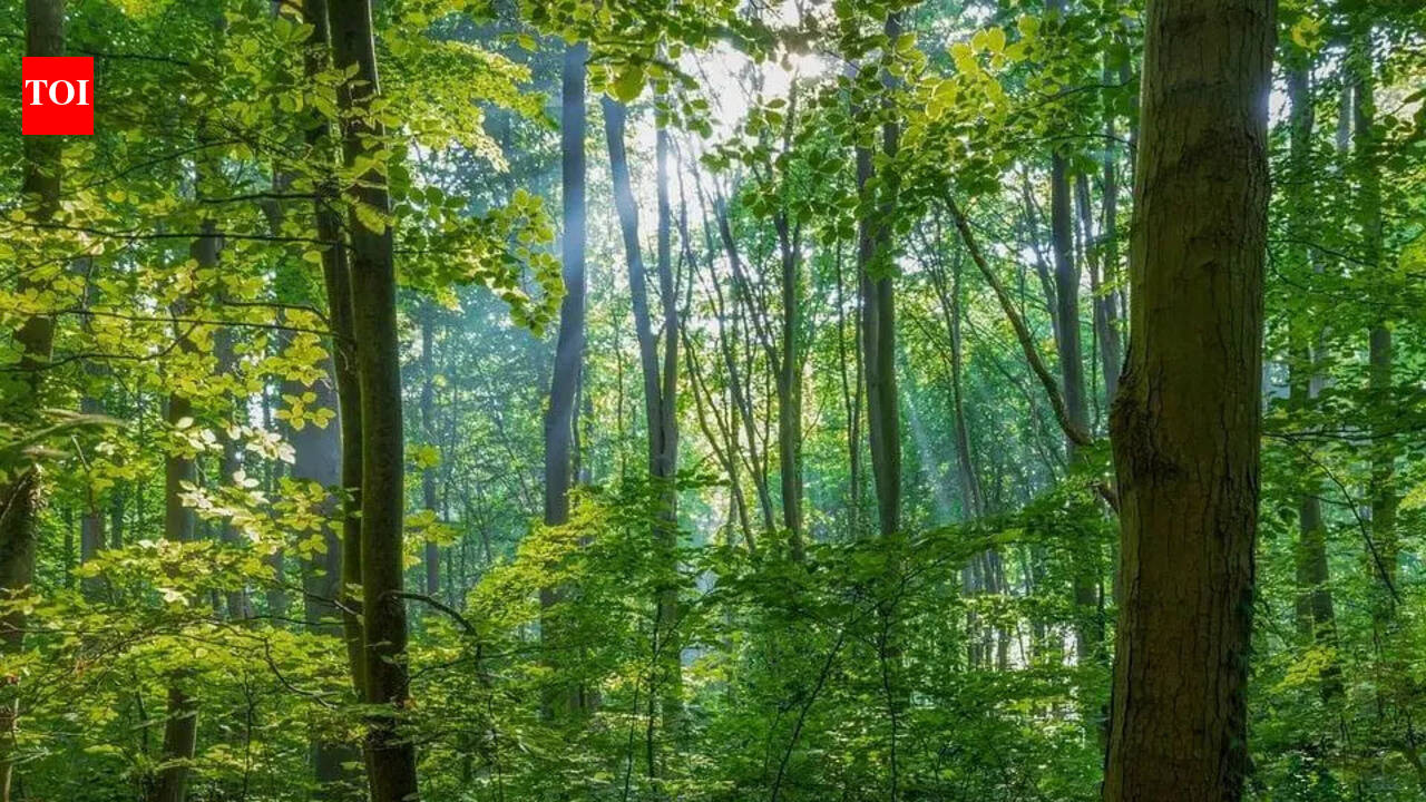 World Environment Day celebrated with rallies, tree plantation