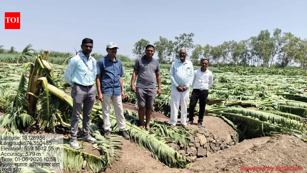 Hail, winds flatten orchards on 100 hectares in Pune district