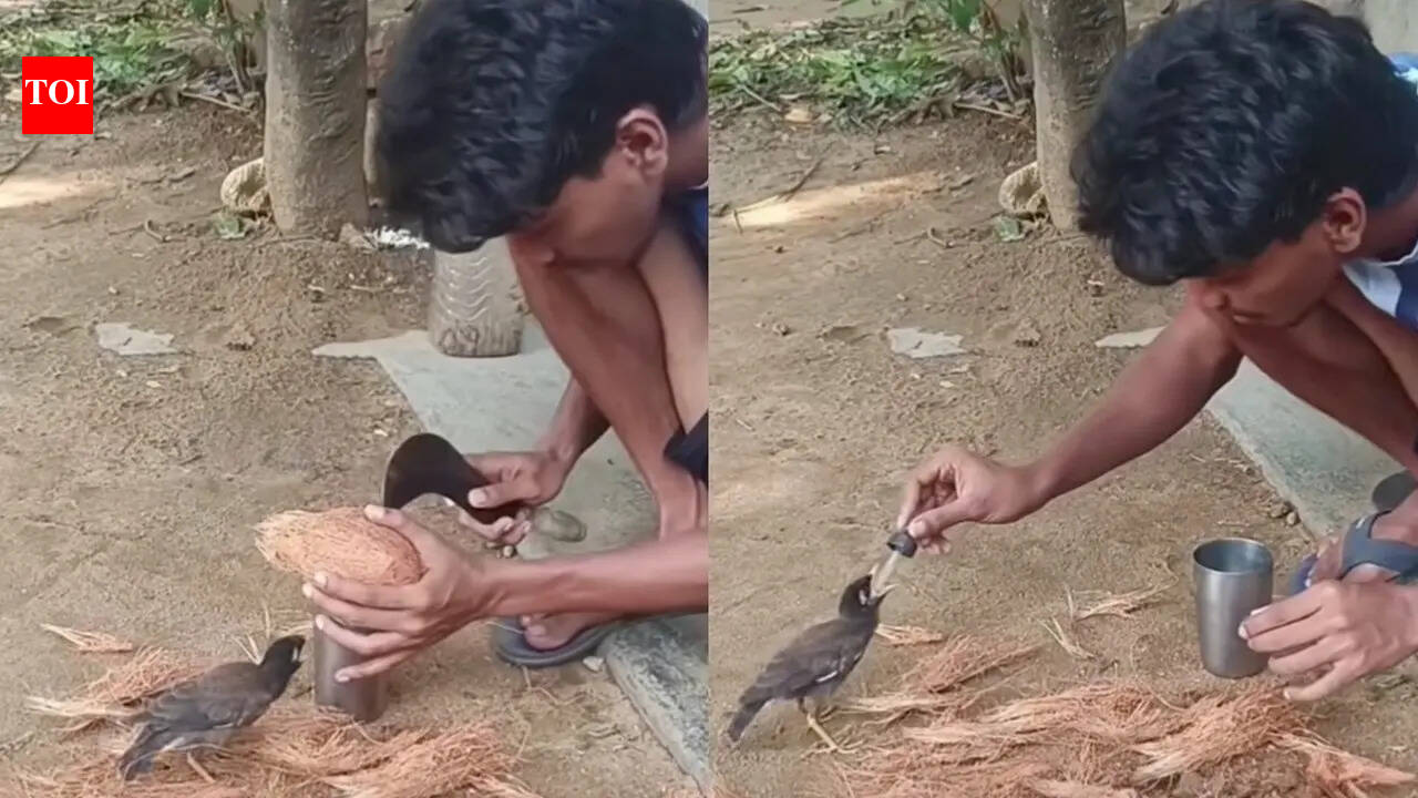 A small act of kindness wins millions of hearts online: Young man’s coconut gesture with thirsty bird goes viral