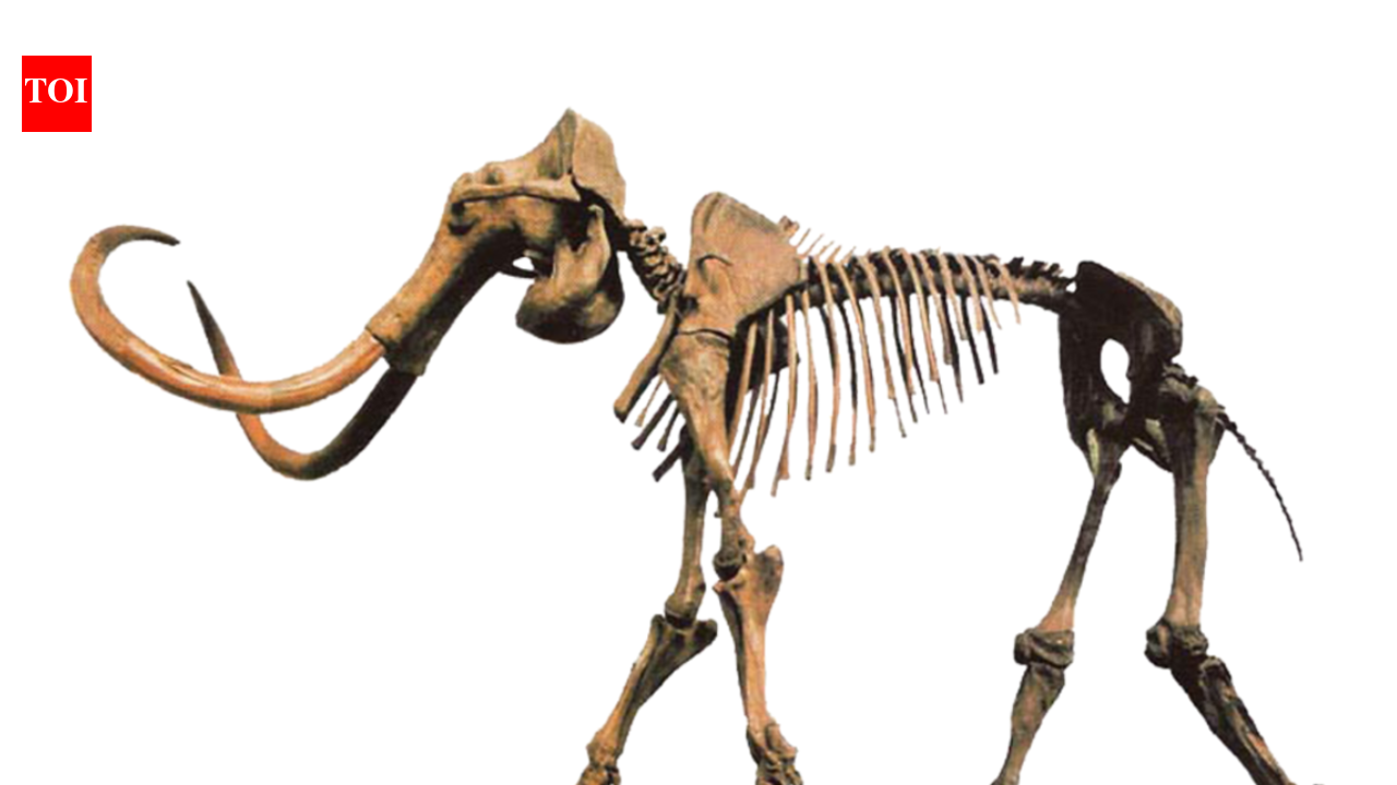 In 1979, a Wisconsin farmer saved a giant bone that led archaeologists to a butchered mammoth