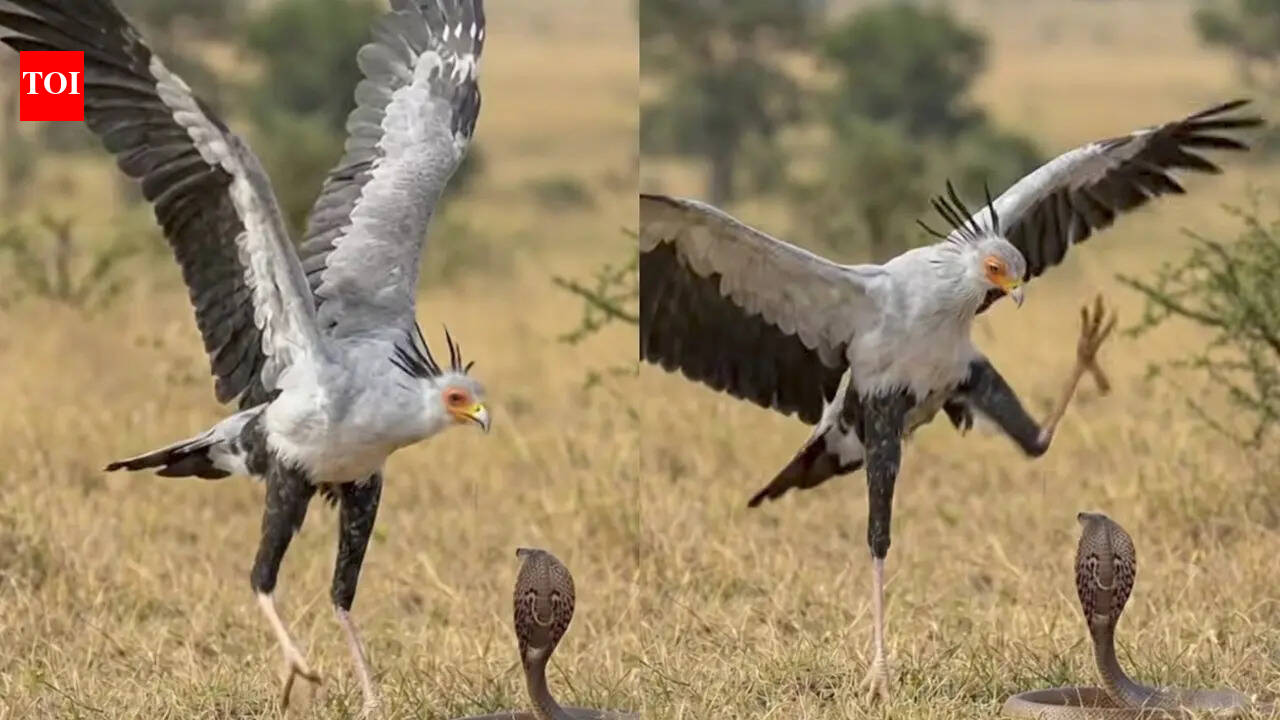 “It kills snakes with kicks”: Viral video reveals the brutal precision of the Secretary Bird’s hunting style