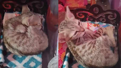 A pet cat naps on Lord Krishna idol’s bed, and the internet can’t stop smiling