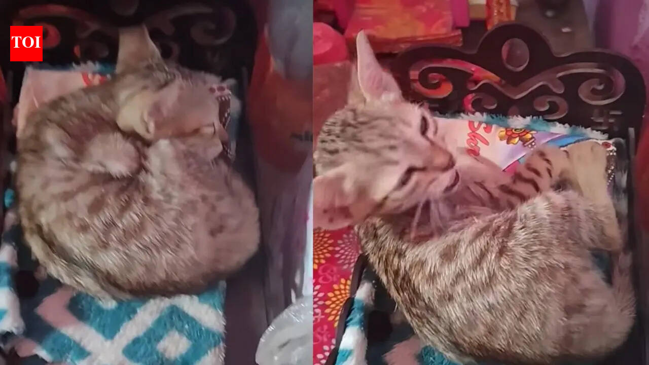 A pet cat naps on Lord Krishna idol’s bed, and the internet can’t stop smiling