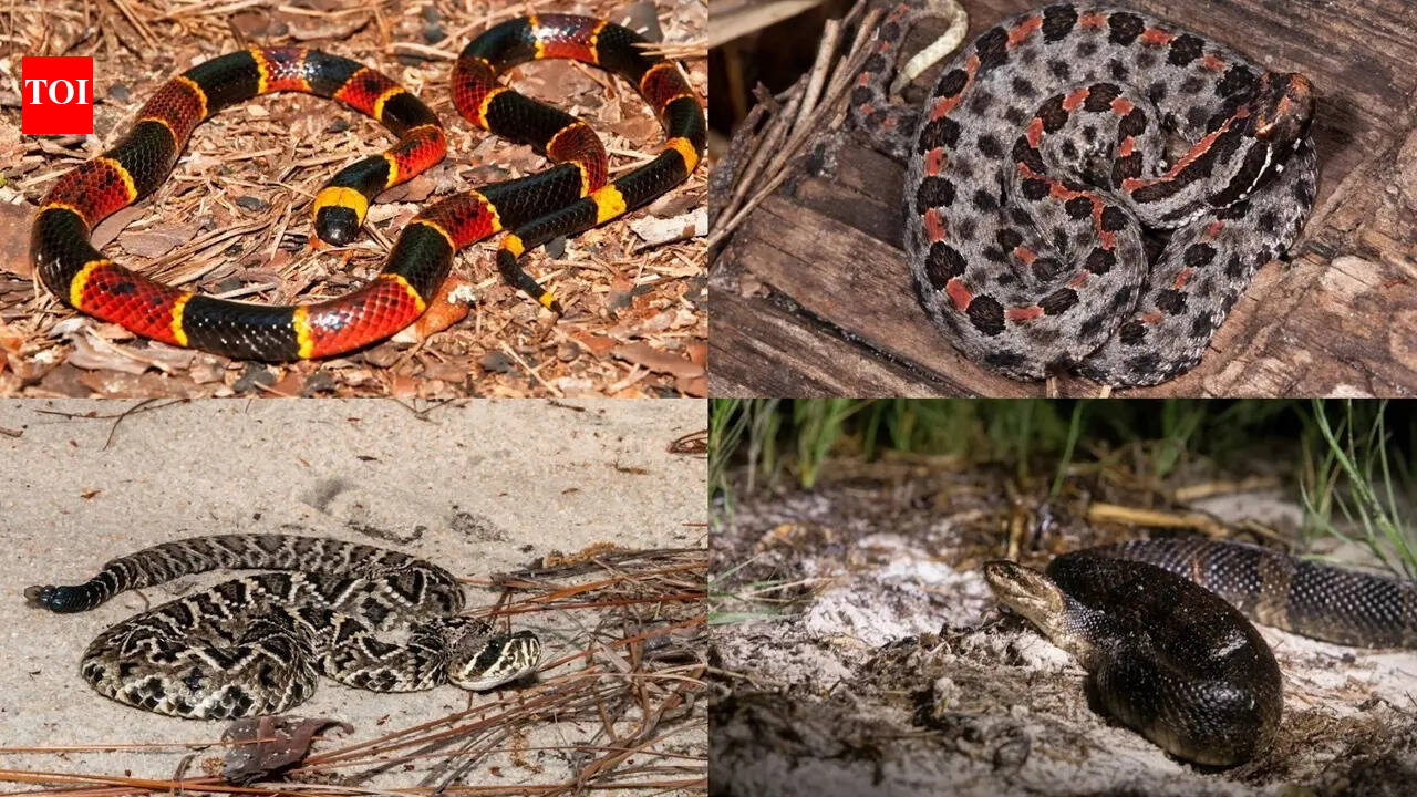 Venomous snake alert in South Florida: 4 dangerous species confirmed in region as experts urge caution