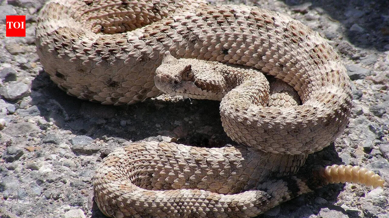 Most snake-infested rivers in Wyoming: From the Green River to the Snake River