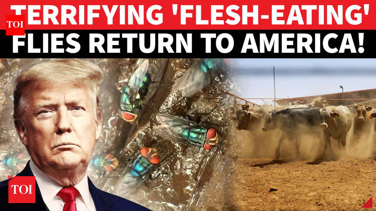 Flesh-Eating Parasite 'Invades' Texas; Deadly Screwworm Outbreak Threatens U.S. Farmers | DETAILS