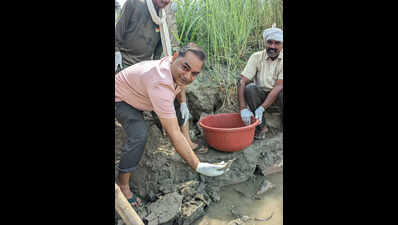 31 gharial hatchlings released into Gandak
