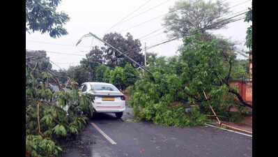 Hundreds of trees uprooted, traffic halted as nor’wester hits capital