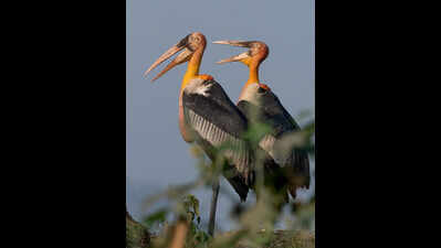 Kaziranga emerges avian hotspot, hosts 45% of India’s raptors, 6 of 8 stork species