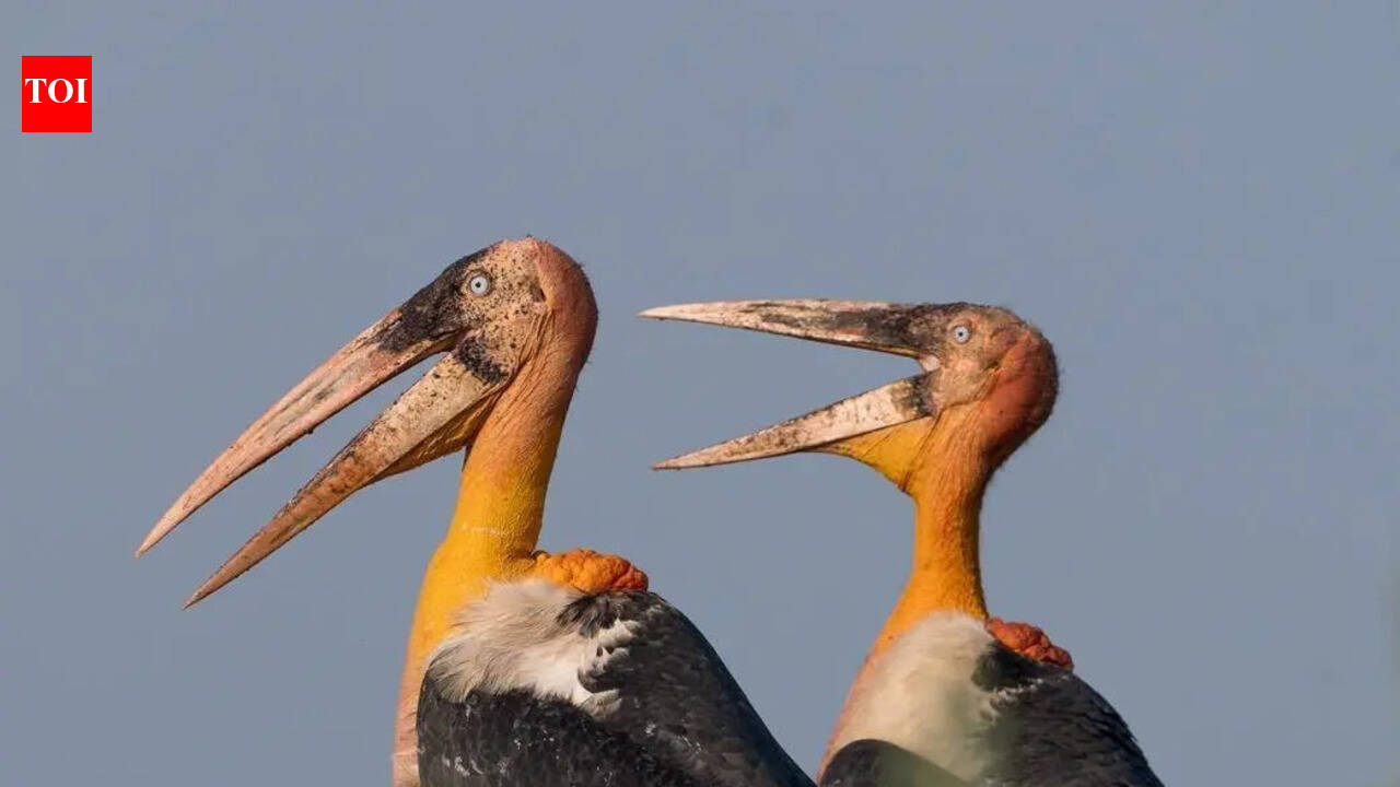 Kaziranga emerges avian hotspot, hosts 45% of India’s raptors, 6 of 8 stork species