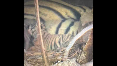 Ranthambore tiger count reaches 77 as Riddhi spotted with cubs