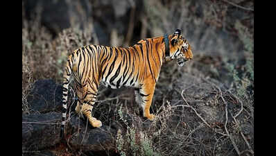Wandering male tiger keeps Andhra Pradesh’s Polavaram villages on the edge