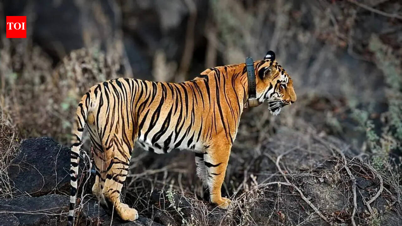 Wandering male tiger keeps Andhra Pradesh’s Polavaram villages on the edge