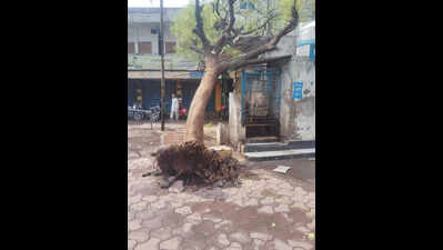 Storm, hail uproot trees & disrupt power supply in Sanawad